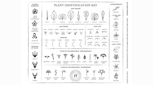 Mudahnya Identifikasi Tanaman dengan Plant Identification