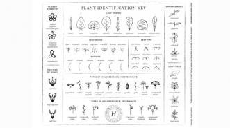 Mudahnya Identifikasi Tanaman dengan Plant Identification
