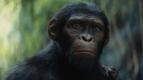 Fakta Menarik di Balik "Kingdom of the Planet of the Apes"
