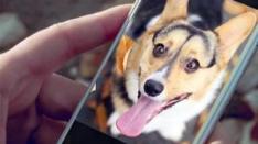 5 Aplikasi yang Harus Dimiliki oleh Pecinta Anjing