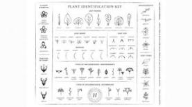 Mudahnya Identifikasi Tanaman dengan Plant Identification